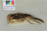 藏品(白頭翁)的圖片